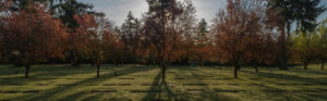 mountain view funeral home